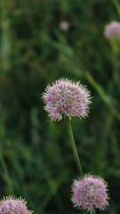 Allium lineare