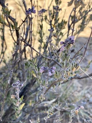 Ocimum burchellianum