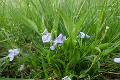 Viola pumila