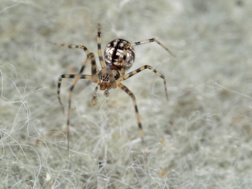 Megalepthyphantes