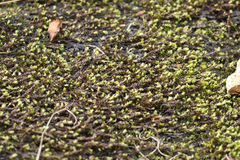 Schistidium rivulare