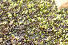 Schistidium rivulare