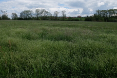 Cerastium tenoreanum
