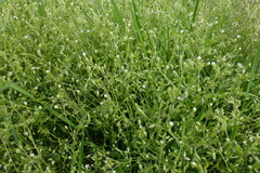 Cerastium tenoreanum