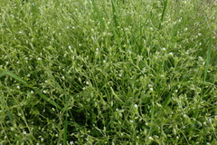 Cerastium tenoreanum