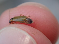 Rhagonycha testacea