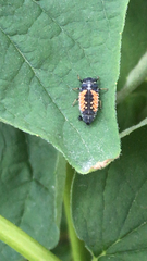 Harmonia axyridis