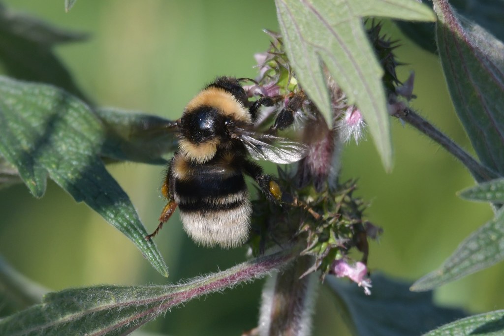 Short-haired Bumble Bee