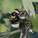 Short-haired Bumble Bee - Photo (c) Илья Сухов, some rights reserved (CC BY-NC), uploaded by Илья Сухов