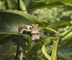 Limenitidini