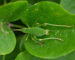 Barbitistes serricauda