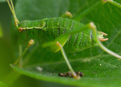 Barbitistes serricauda