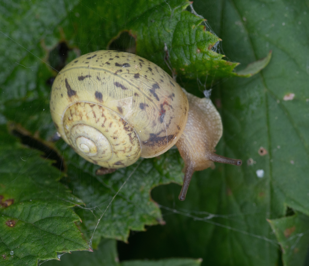 Fruticicola