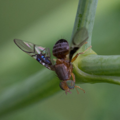Anomoia purmunda
