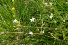 Dichodon viscidum