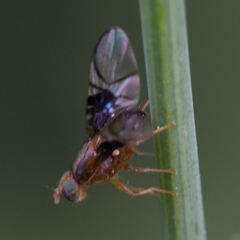 Anomoia purmunda