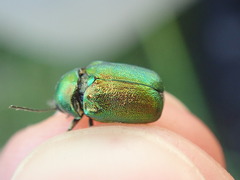 Cryptocephalus aureolus