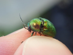 Cryptocephalus aureolus