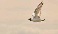 Chroicocephalus ridibundus