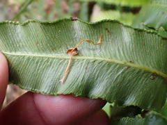 Blechnum cordatum