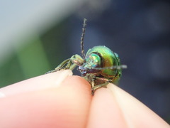 Cryptocephalus aureolus