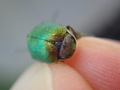 Cryptocephalus aureolus