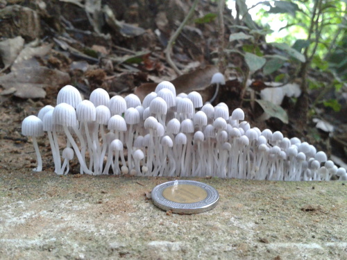 Representative image of Coprinellus