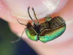 Cryptocephalus aureolus