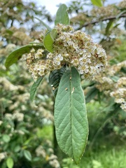 Cotoneaster × watereri