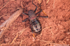 Eugaster spinulosa