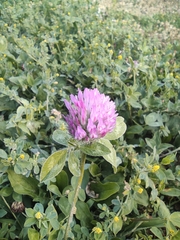 Trifolium pratense