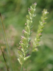 Cynosurus cristatus