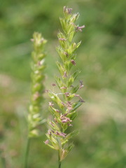 Cynosurus cristatus