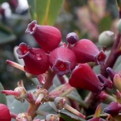 Vaccinium varingiifolium