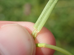 Cynosurus cristatus