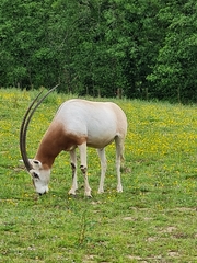 Oryx dammah
