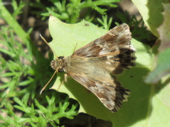 Muschampia baeticus