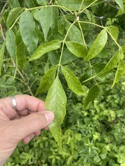 Fraxinus pennsylvanica subintegerrima