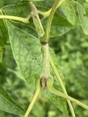 Fraxinus pennsylvanica subintegerrima