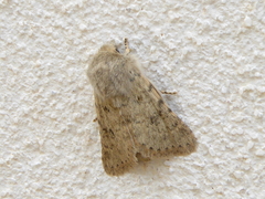 Harpagophana hilaris
