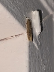 Limnaecia phragmitella