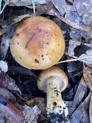 Cortinarius ochraceofulvus