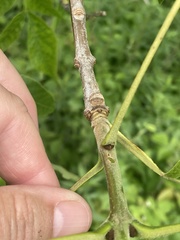Fraxinus pennsylvanica subintegerrima