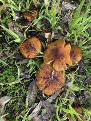 Cortinarius ochraceofulvus