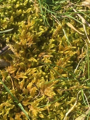 Hypnum cupressiforme lacunosum