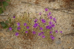 Campanula lusitanica