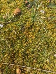 Hypnum cupressiforme lacunosum