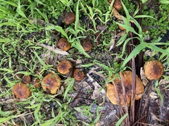 Cortinarius ochraceofulvus