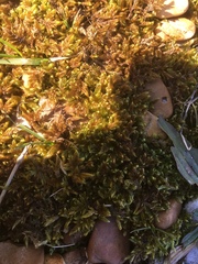 Hypnum cupressiforme lacunosum