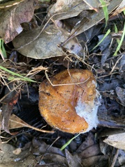 Cortinarius ochraceofulvus